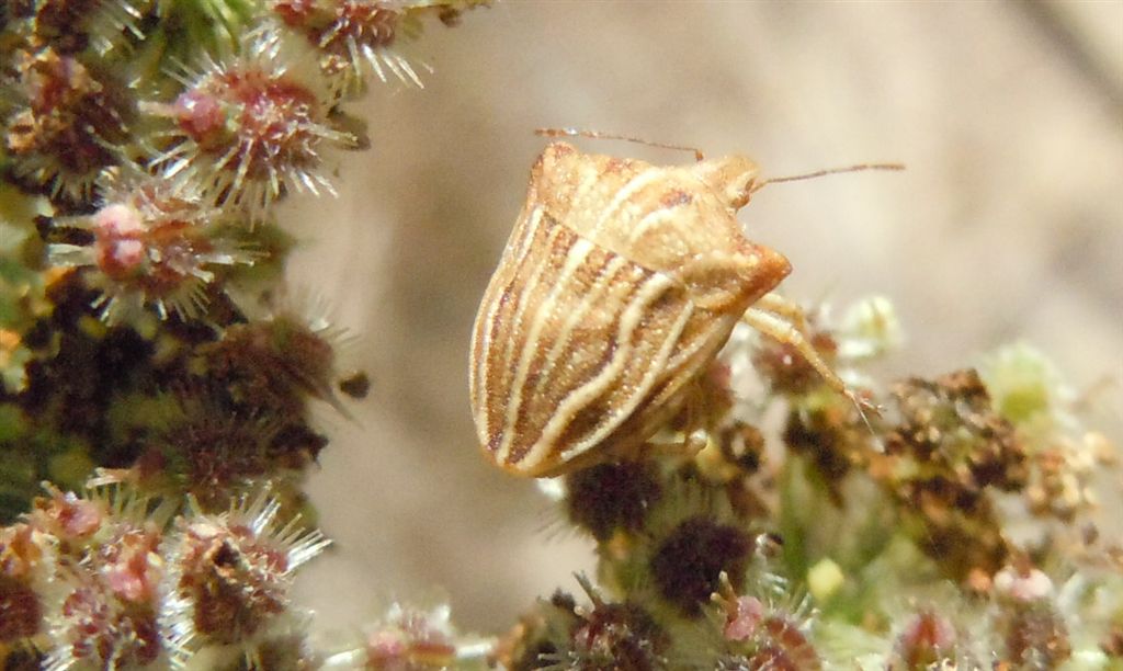 Ancyrosoma leucogrammes
